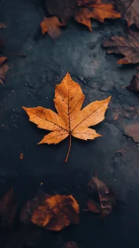 Autumn maple leaf on wet asphalt in shallow depth of field.
