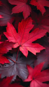 Red maple leaves overlapping in close-up arrangement.