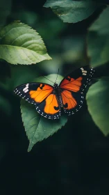 Monarch butterfly poised on deep green leaves in focus.
