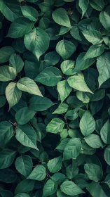 Dense green foliage fills the frame in overlapping layers