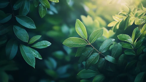 Lush green leaves in soft sunlight, natural photography style.