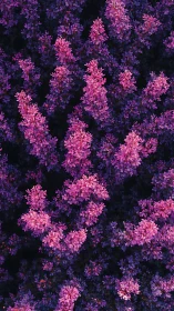 Purple Flowering Plants Against Dark Background.