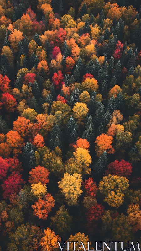 Dense autumn forest canopy in vivid red, orange, yellow hues.