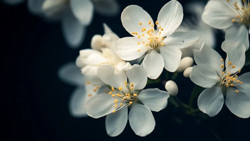 Delicate White Flowers with Golden Stamens Against Dark Background.