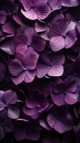 Purple Hydrangea Flowers Close-Up. Dark Background.