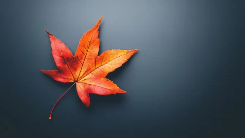 Macro photograph of orange maple leaf on matte slate background