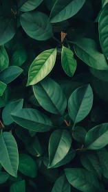 Dark green foliage with layered glossy leaves close up.