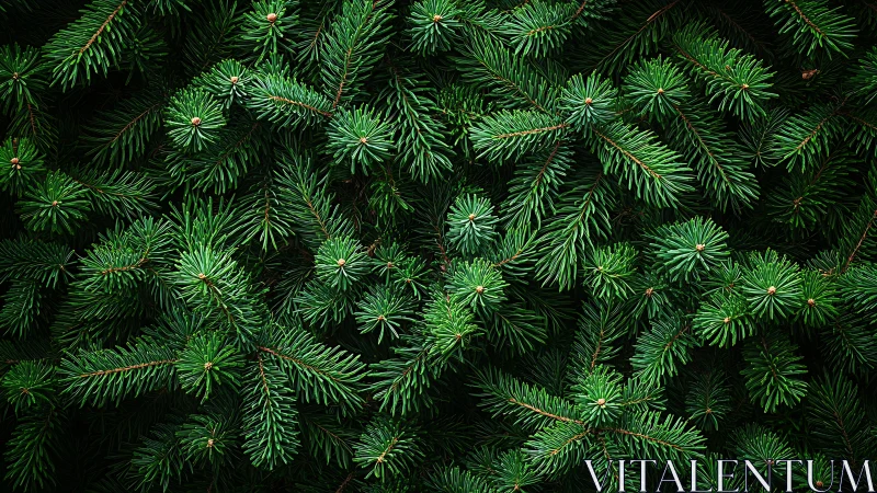 Dense evergreen conifer branches forming uniform foliage.