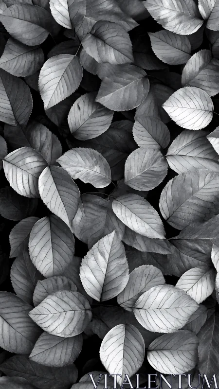 Monochrome leaf chorus quietly rehearses patterns of light