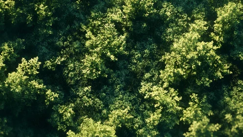 Sunlit Forest Canopy Top View in Lush Realistic Style.