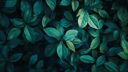 Lush teal foliage spreads in a calm, shadowed composition