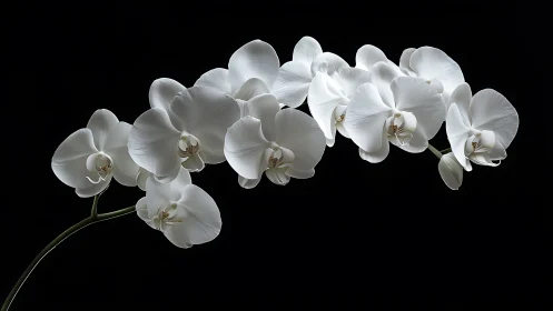 Photorealistic white orchid spray on black negative space background.