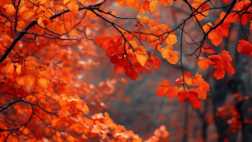 Overhanging deciduous branches display dense orange foliage