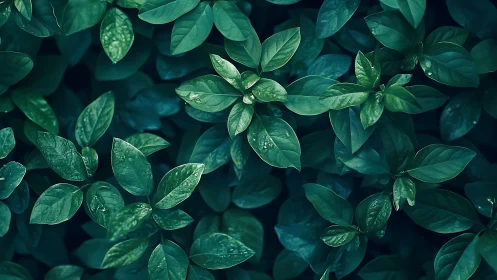 Dense green foliage with wet leaves in soft cool light.