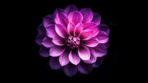 Radiant magenta dahlia glows softly against deep black