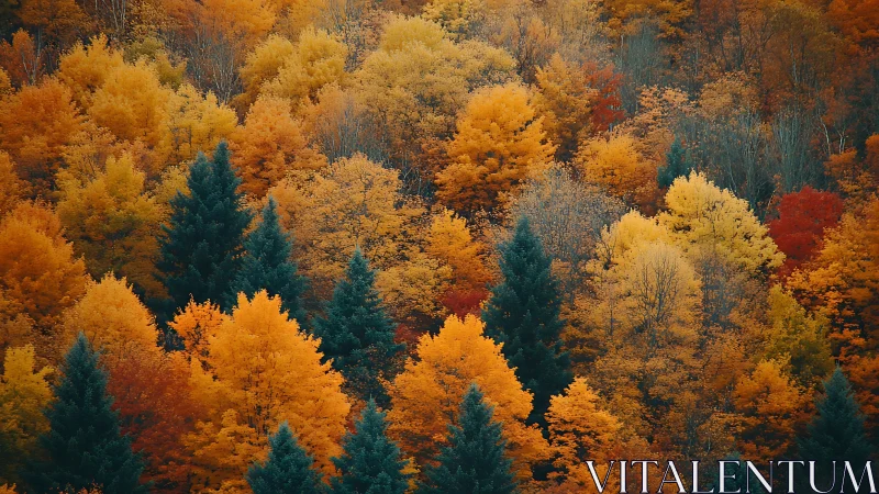 Evergreen daydreams amid a roaring autumn color storm.