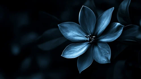 Blue Flower Against Dark Background.