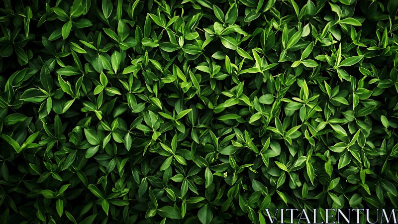 Lush overlapping leaves forming dense emerald foliage wall.