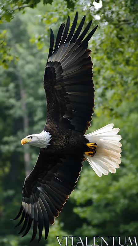 Majestic bald eagle glides through lush green forest air.