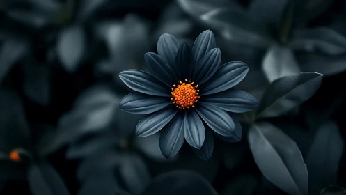 Dark Petaled Flower with Vibrant Orange Center.