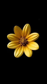 Golden Flower Blooming Against Black Background