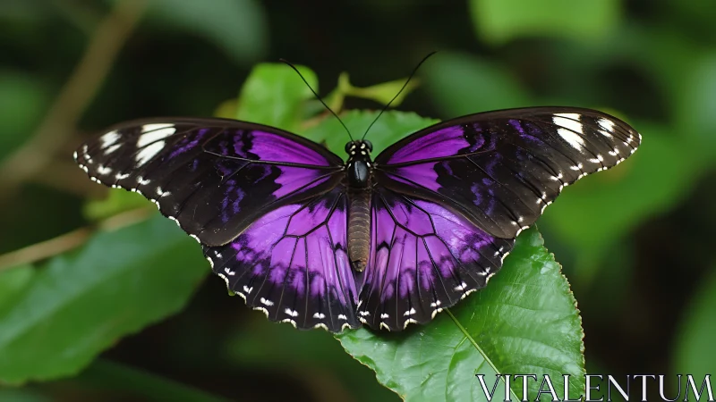 Iridescent purple butterfly resting on lush green leaf surface.