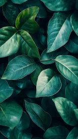 Layered emerald foliage study with tonal depth focus.