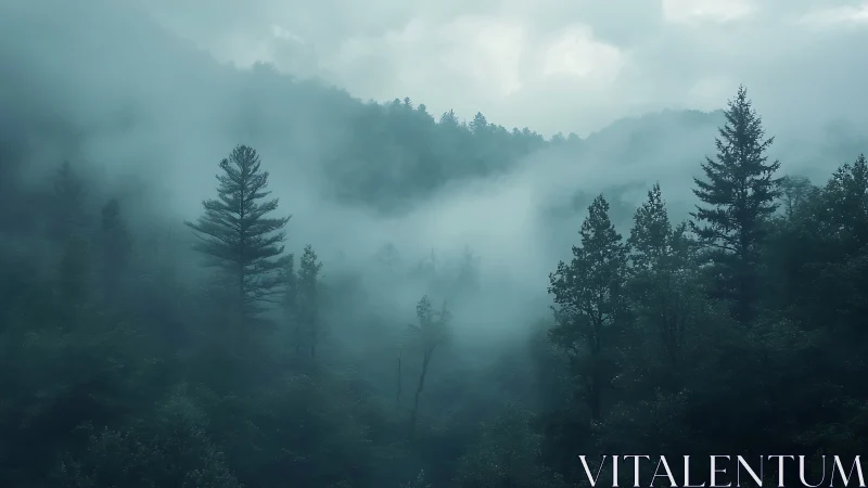 Coniferous forest landscape obscured by atmospheric fog