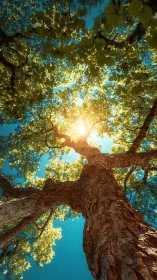 Sunlit forest canopy glows above towering tree trunk.