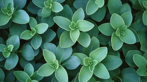 Succulent rosette pattern forming dense green groundcover.