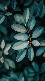 Teal-toned leaf cluster forms crisp pattern over dark ground