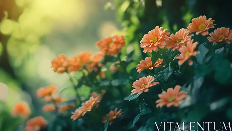 Orange gerbera daisies in natural garden with soft focus foliage