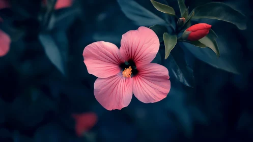 Pink Hibiscus Against Teal Foliage.