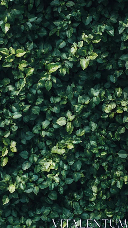 Dense green foliage captured with uniform overhead perspective