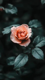 Coral Rose in Shadow: A Study of Delicate Beauty and Contrast