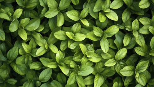 Dense overhead view of uniform green basil foliage mass.