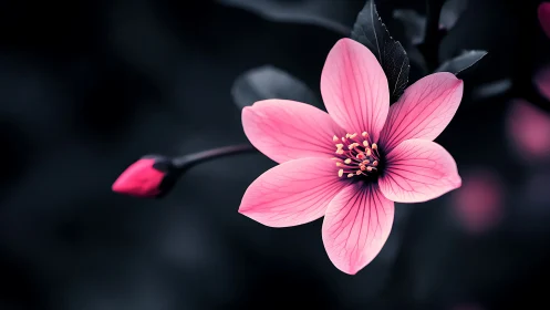 Pink flower petals display radial striations with dark bokeh backdrop.