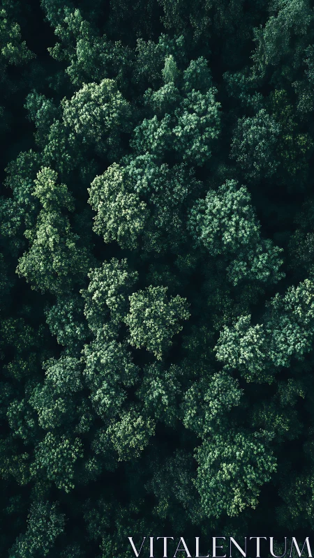 Aerial Forest Canopy: Verdant Treetops Pattern.