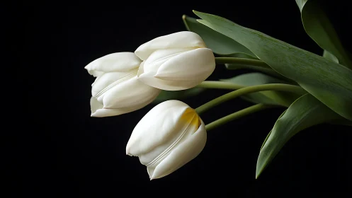 Luminous White Tulip Cluster Against Void.