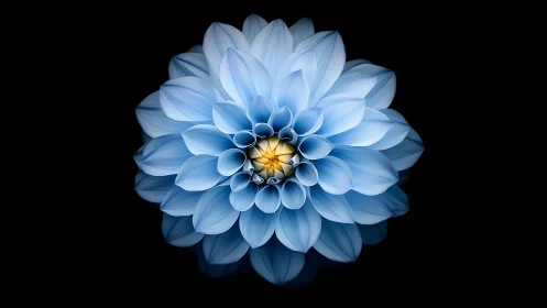 Blue Dahlia with Golden Center Against Black Background.