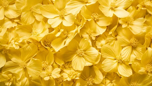Densely-layered yellow cosmos flowers exhibit tonal gradation from pale cream to saturated gold