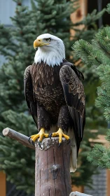 Bald eagle stands on cut log post amid conifer foliage