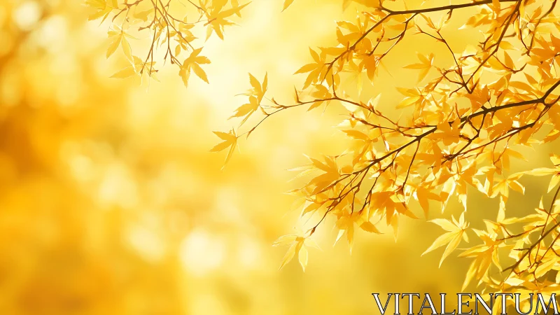 Golden autumn leaves glow gently in soft afternoon sunlight