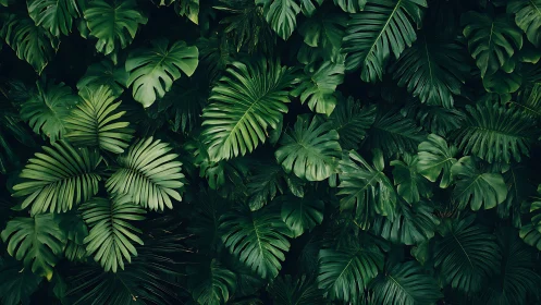 Emerald jungle canopy of layered monstera and palm leaves.