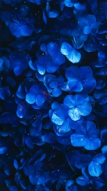 Bioluminescent Blue Hydrangeas in Darkness.