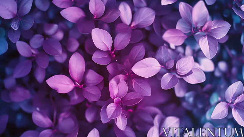 Purple flowering plant with translucent petals in soft focus.