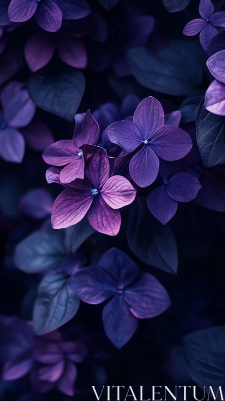 Purple Hydrangea Blossoms Under Nocturnal Lighting