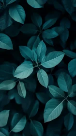 Teal foliage cluster in moody low key botanical study.