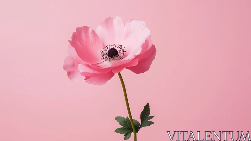 Delicate Pink Anemone Against Soft Pastel Backdrop.