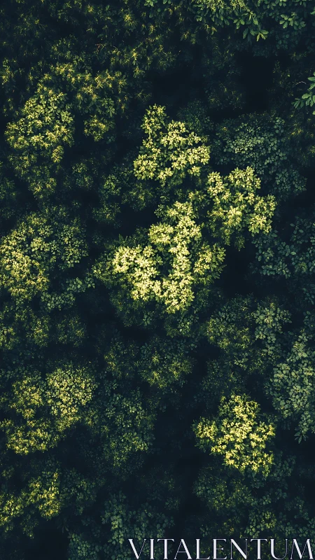 Sunlit forest canopy glows against deep shadowed understory